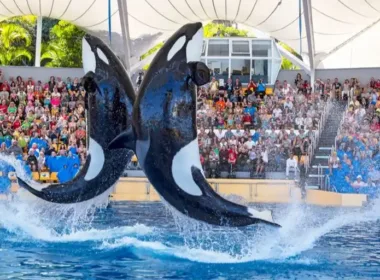 Loro Parque VIP Shows