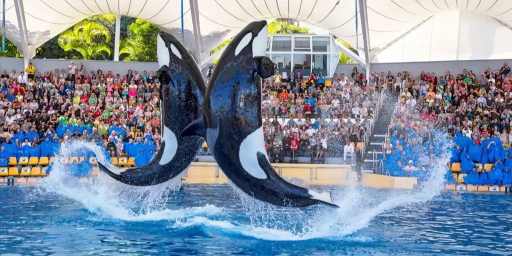Loro Parque VIP Shows