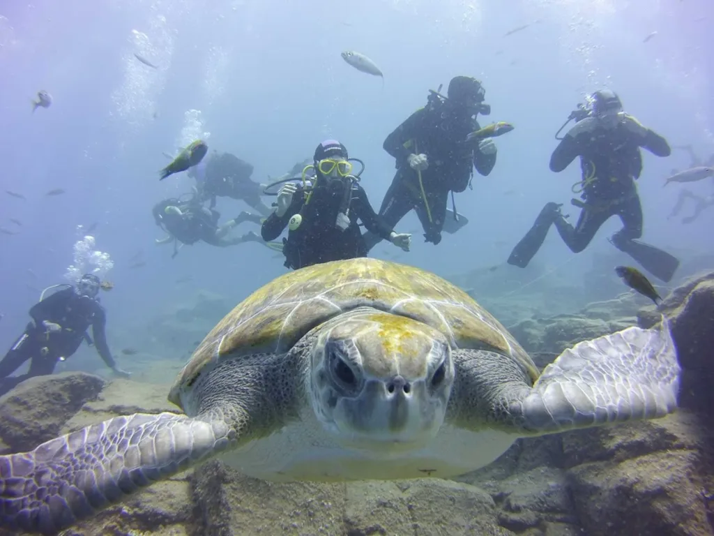 PADI Diving Course