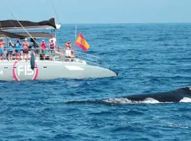 VIP Whale Watching