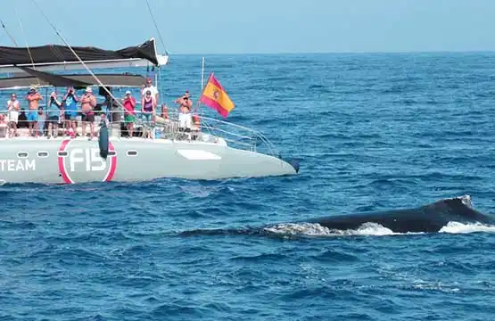 VIP Whale Watching